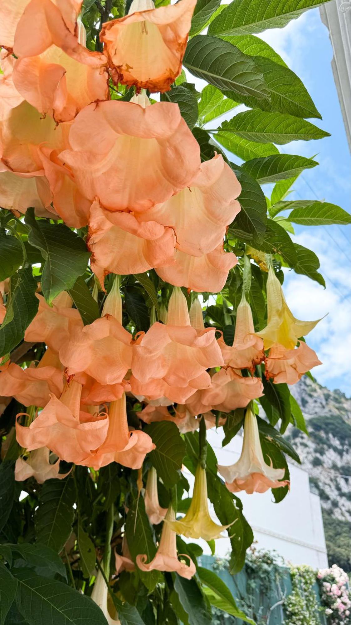 Il Cigno B&B Capri Exterior foto